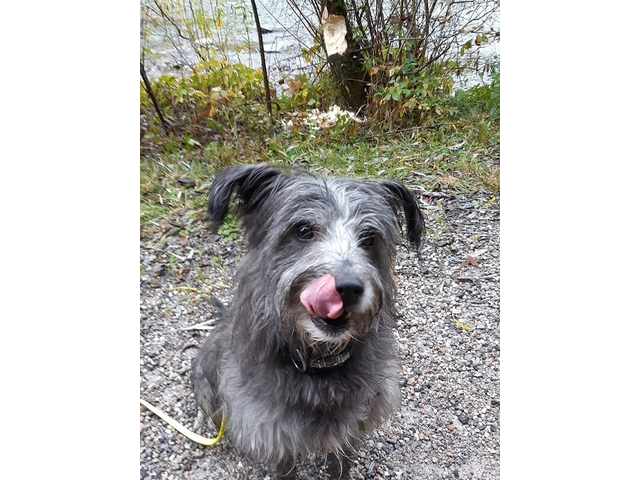 Hundetreffen 2019 im Allgäu (7)